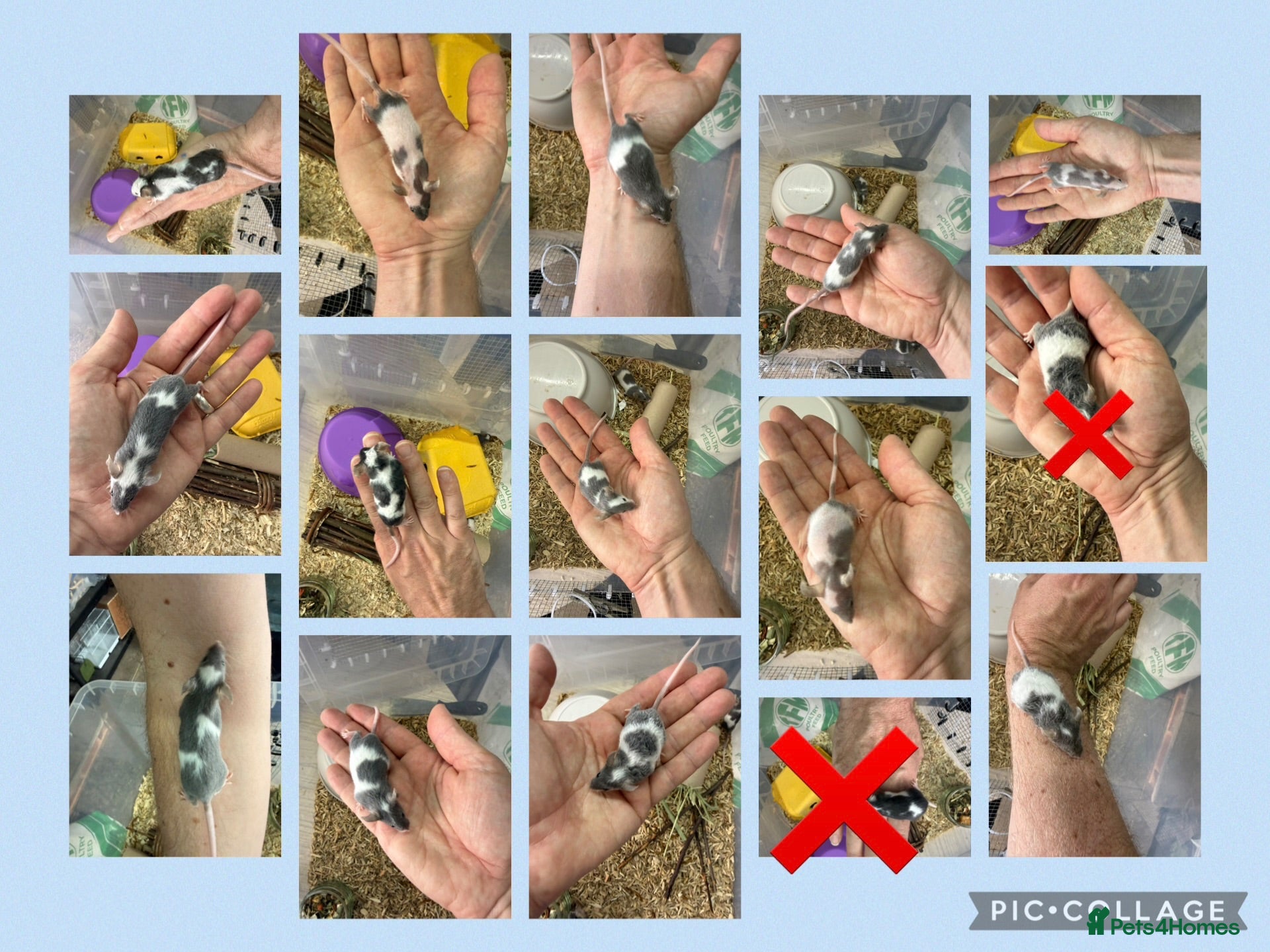 Mouse rodents 🐭 Friendly Fancy Mice - Males & Females 🐭 - Advert 1