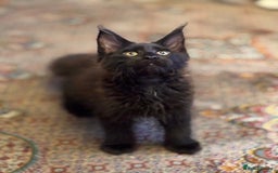 Maine Coon cats for sale: TICA registered purebred Maine Coon kittens - Image 8