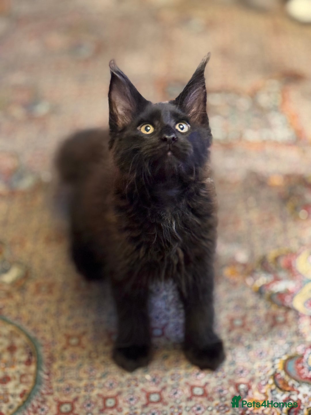 Maine Coon cats for sale: TICA registered purebred Maine Coon kittens - Image 8