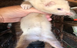 Ferret rodents for sale: Ferret for sale  - Image 2