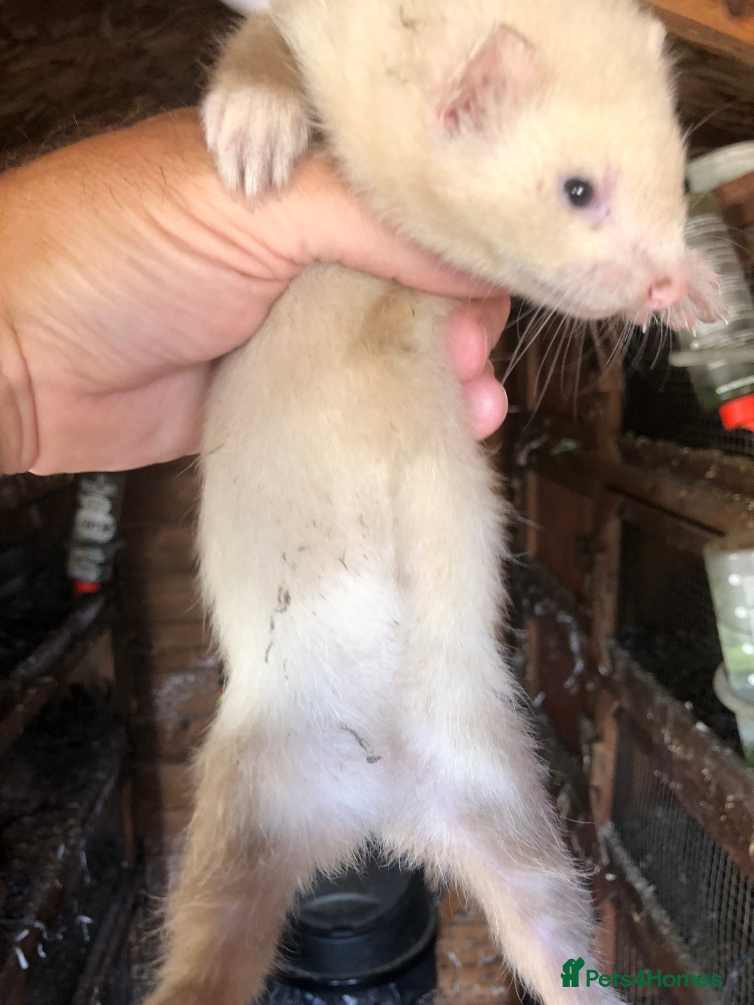 Ferret rodents for sale: Ferret for sale  - Image 2