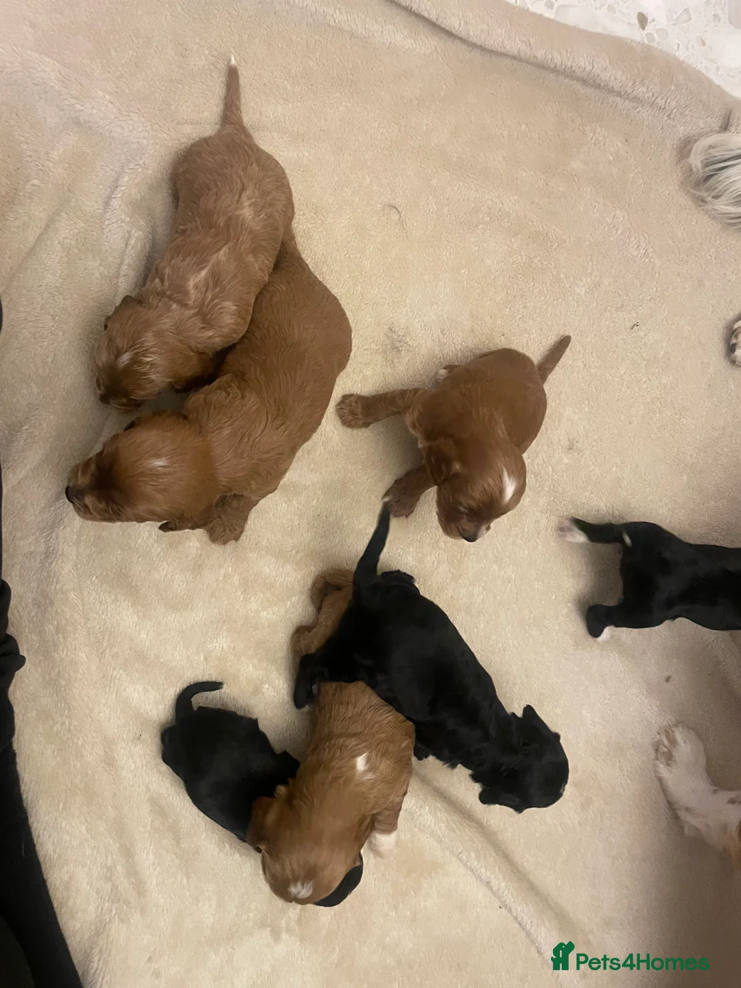 Cavapoo dogs for sale: Beautiful cavapoo puppies  - Advert 9