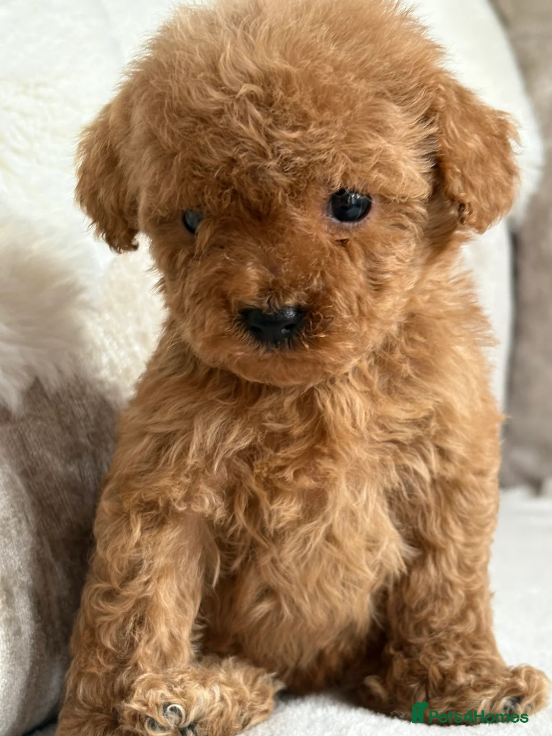Miniature Poodle dogs for sale: 4 gorgeous miniature girl poodles - Advert 6