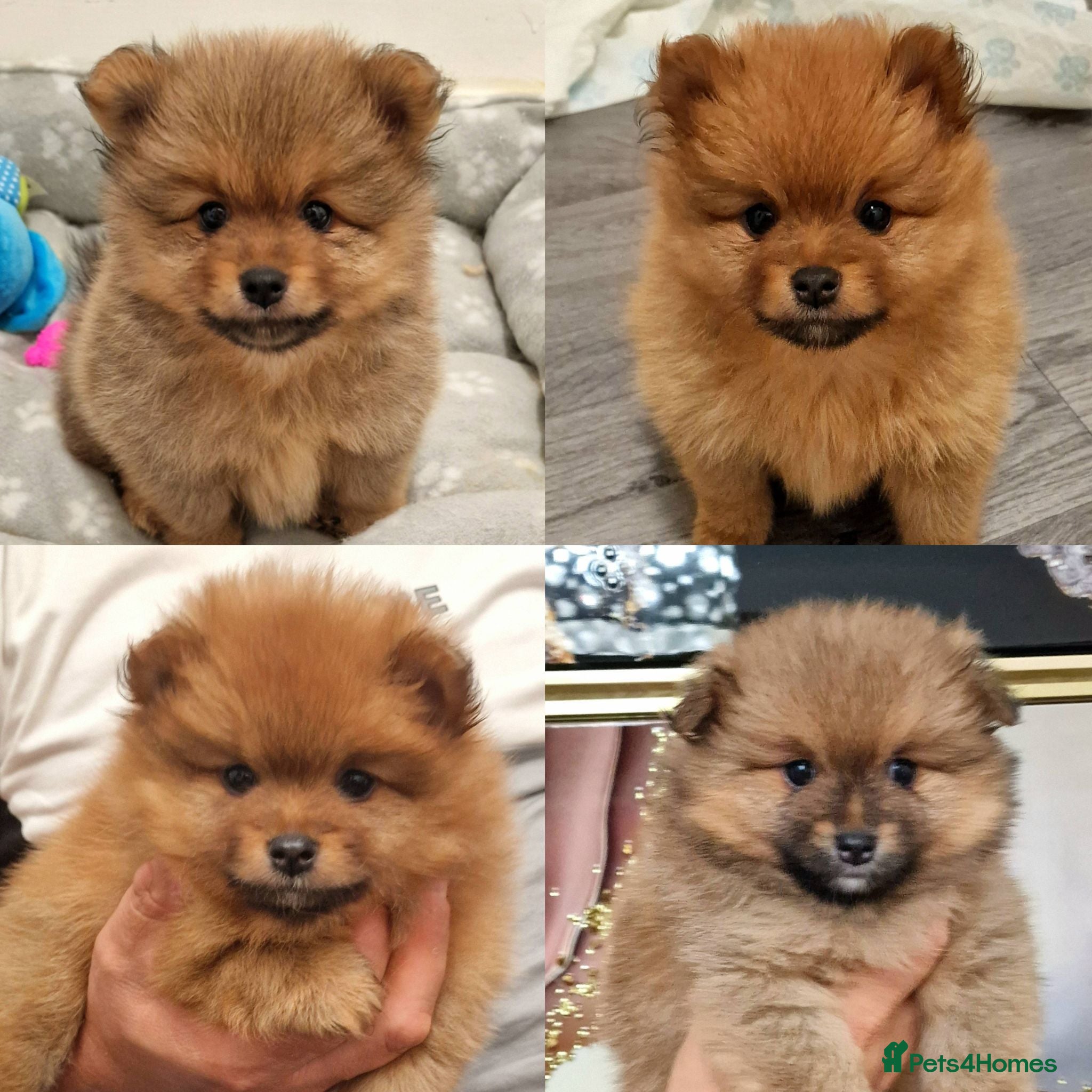 Pomeranian dogs 🐾 Beautiful Pomeranian Puppies🐾❤️ - Advert 1
