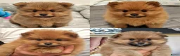 Pomeranian dogs for sale: 🐾 Pomeranian Puppies only one boy left🐾❤️ - Advert 18