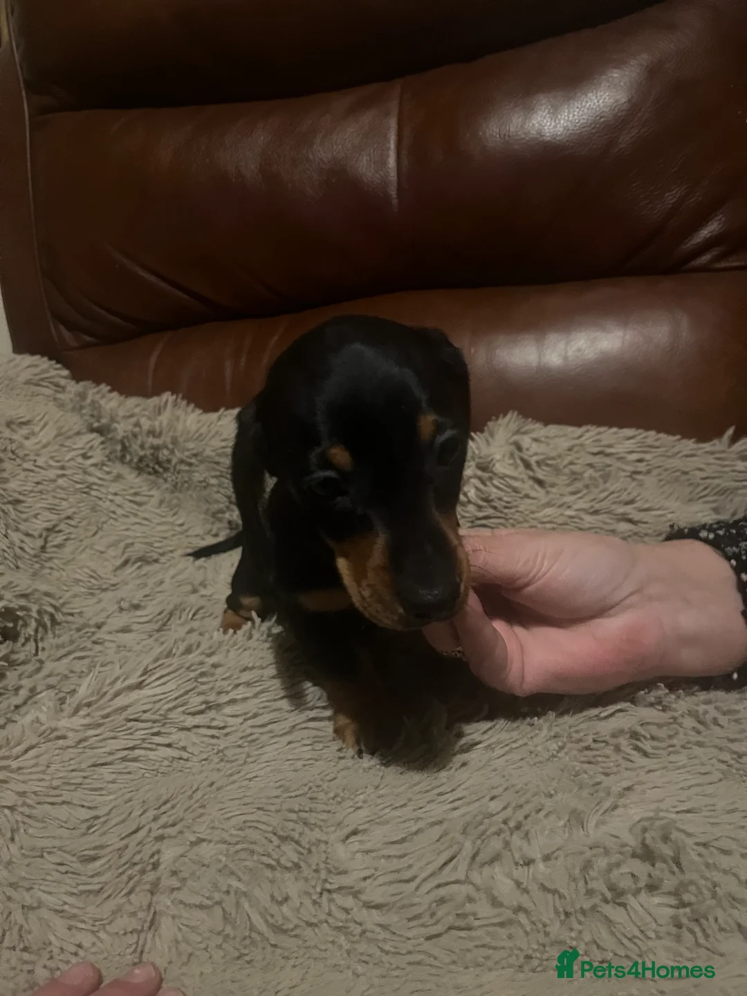 Miniature Dachshund dogs for sale: miniature dachshunds - Advert 7