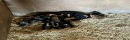 Mixed Breed dogs for sale: Kelpie X pups - Advert 2