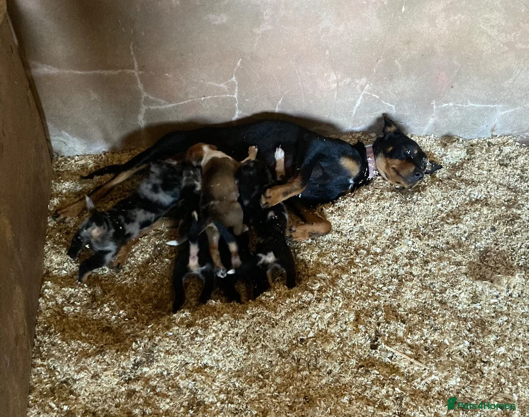 Mixed Breed dogs for sale: Kelpie X pups - Advert 2
