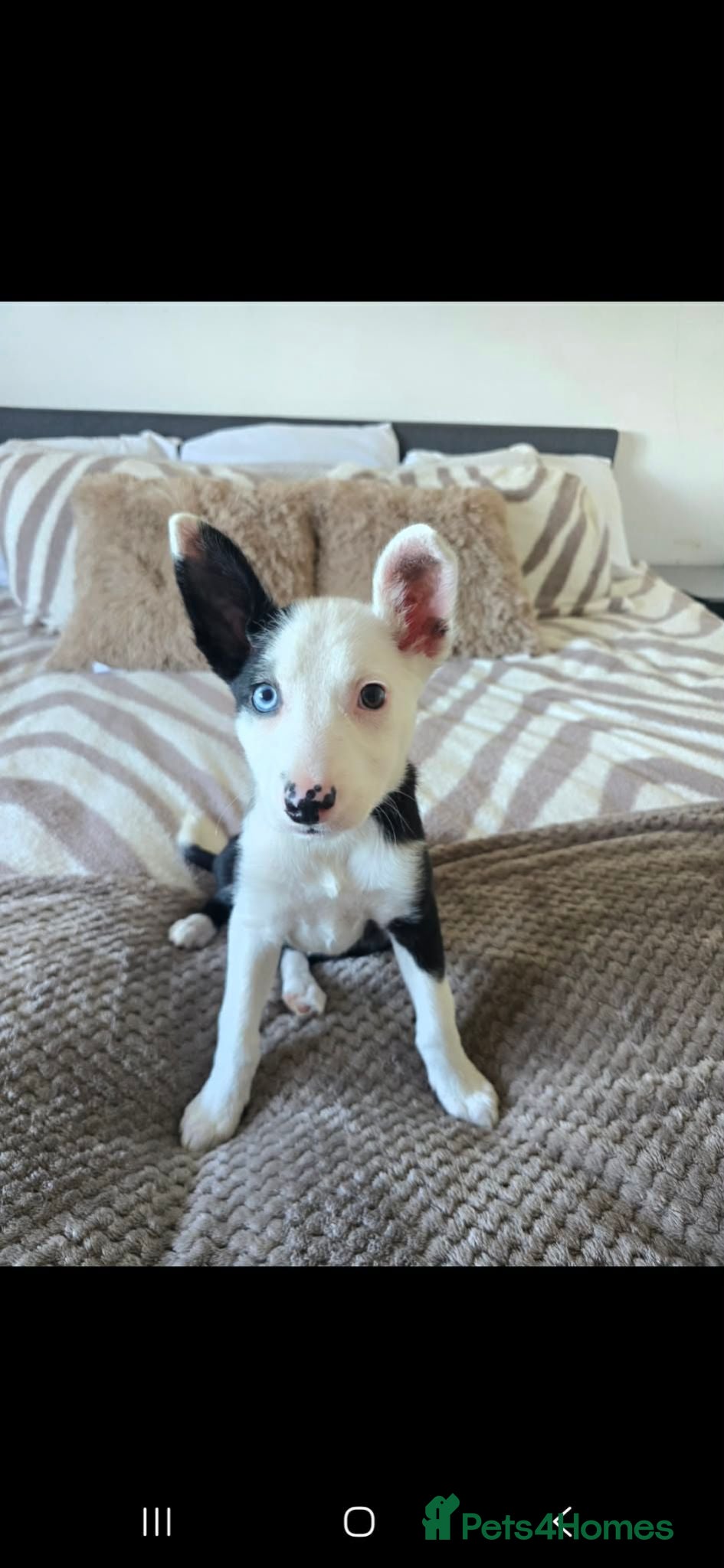 Border Collie dogs border collie female dog for sale  - Advert 2