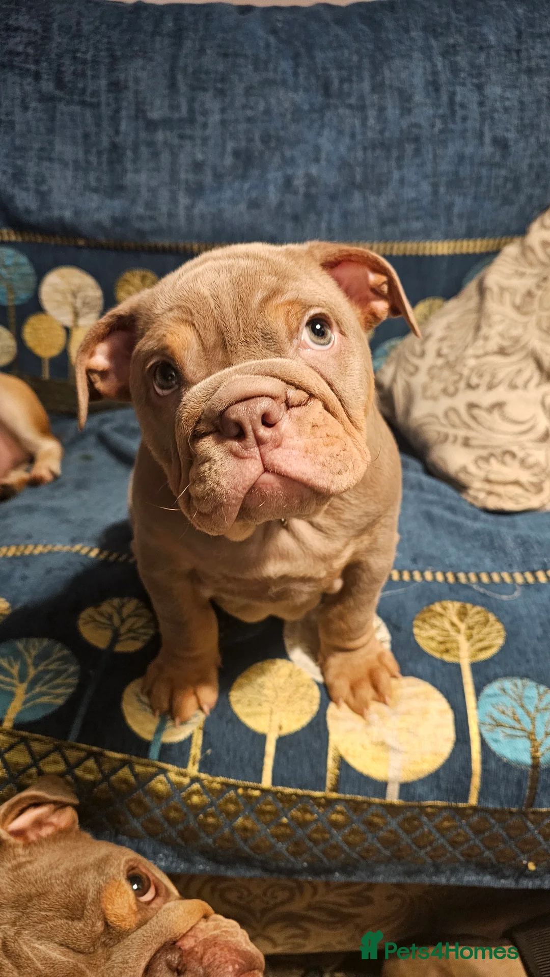 English Bulldog dogs for sale: English Bulldog - Advert 6