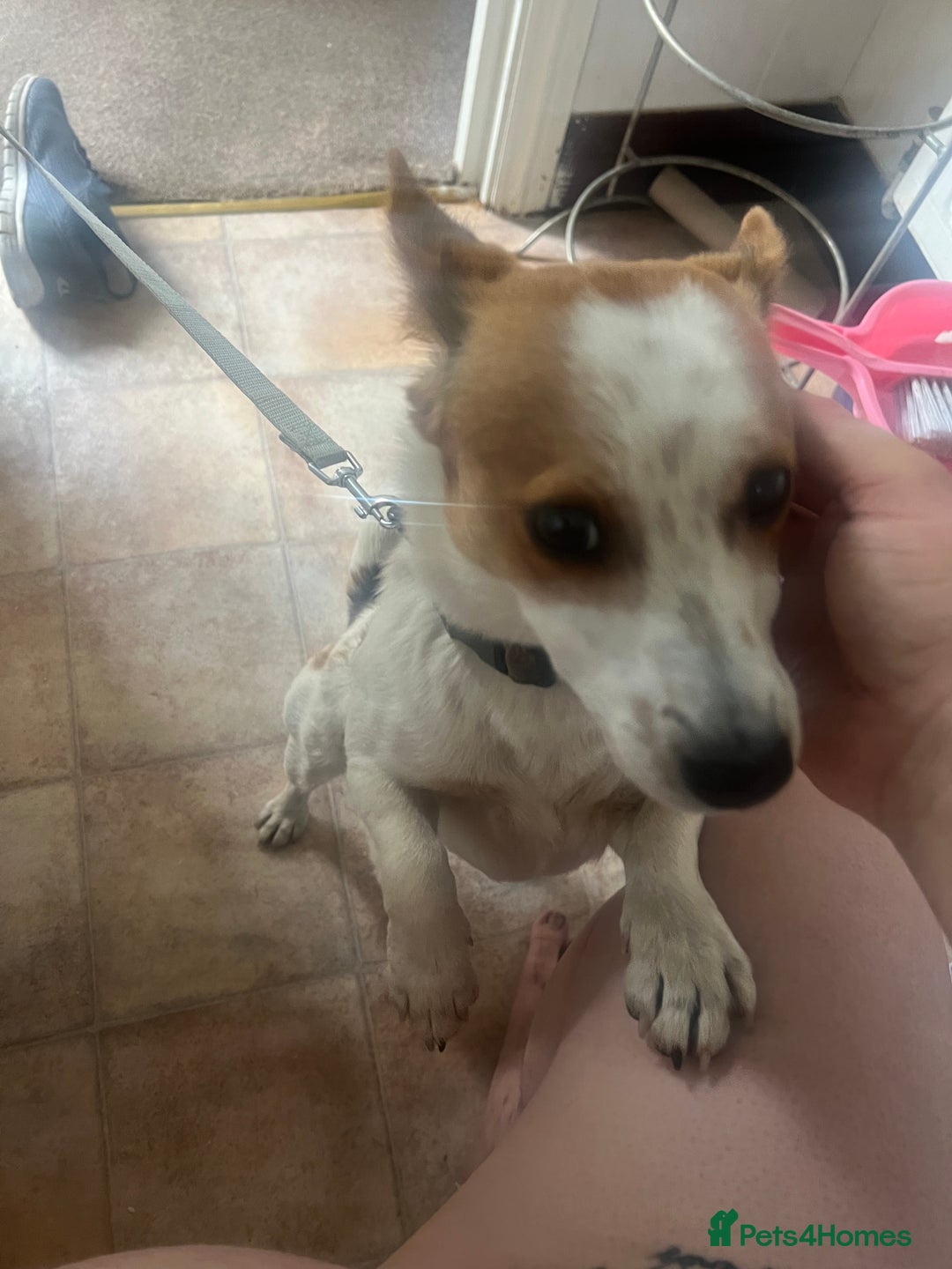 Jack Russell dogs for sale: Toby  - Image 8