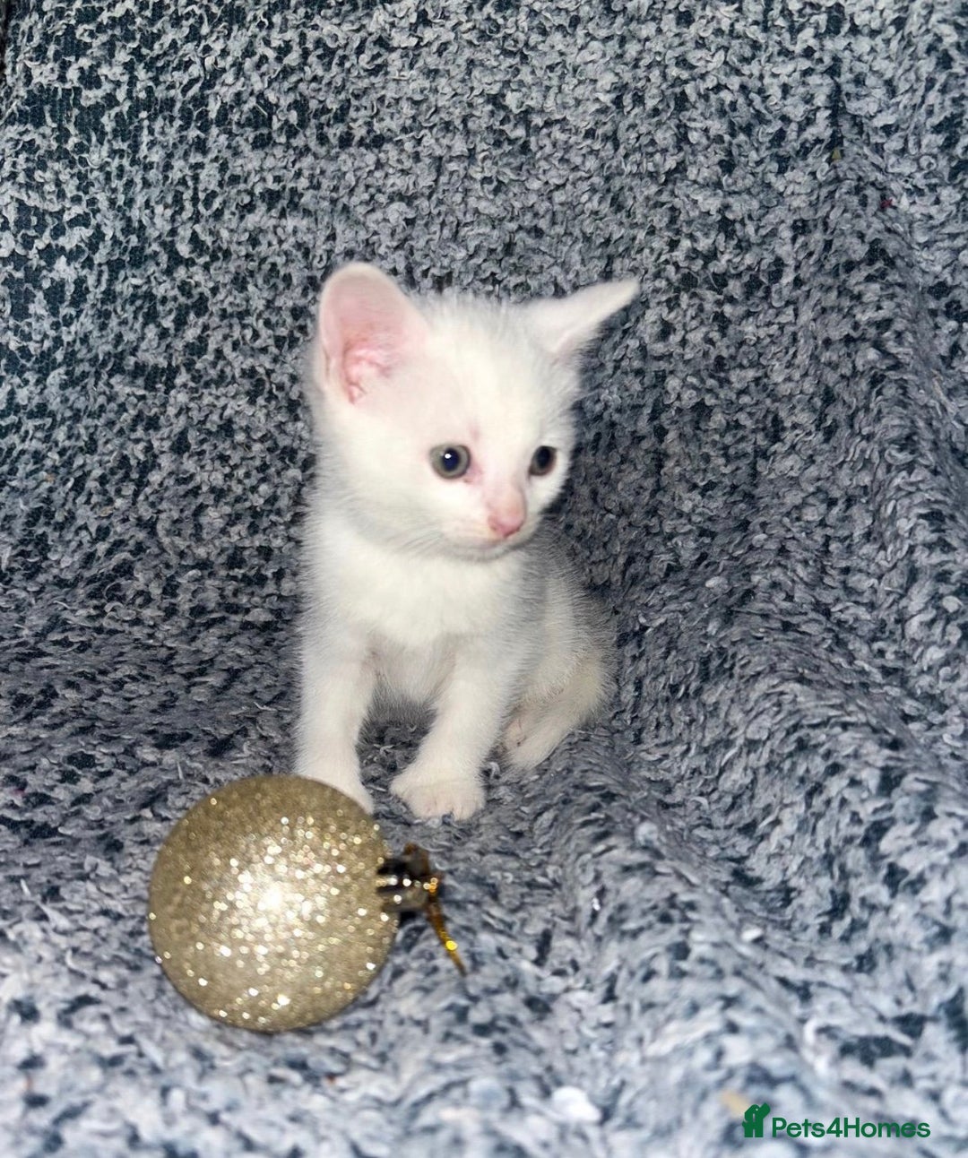 Turkish Angora cats for sale: X2 Turkish Angora Kittens - ready to leave! - Advert 7