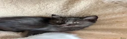 Ragcoon cats for sale: four gorgeous ragcoons ❤️ - Advert 5