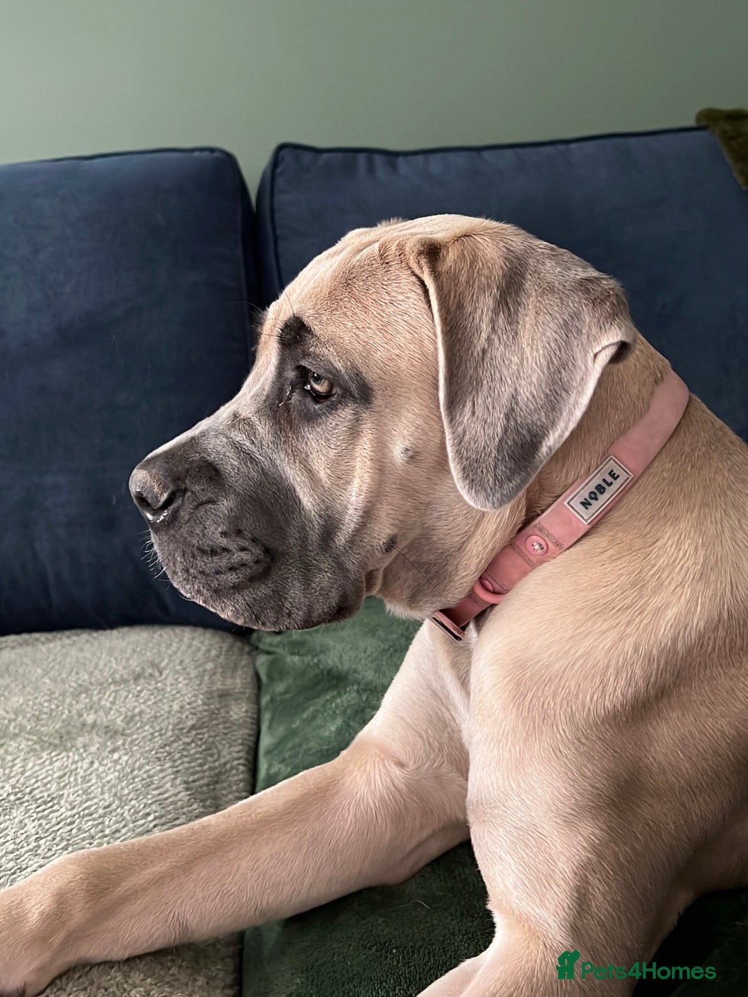 Cane Corso dogs for sale: Cane corso female - Advert 4