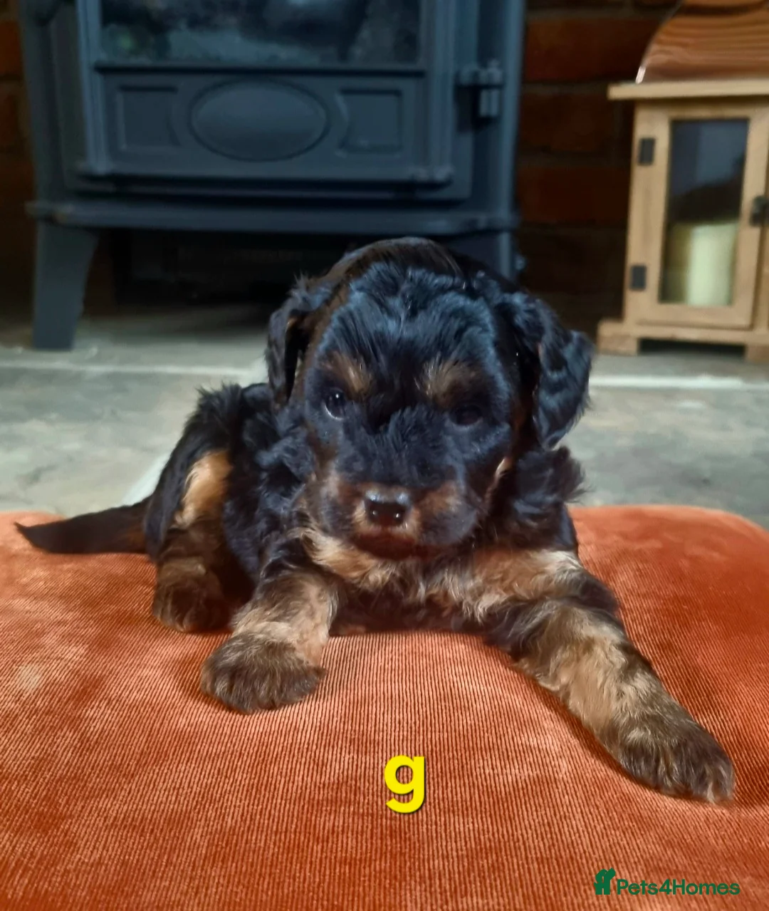 Mixed Breed dogs for sale: 🩷 3/4 poodle puppies 🩵 - Advert 2