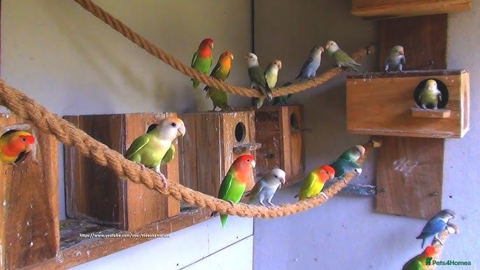 Lovebirds birds Lovebirds - Advert 7