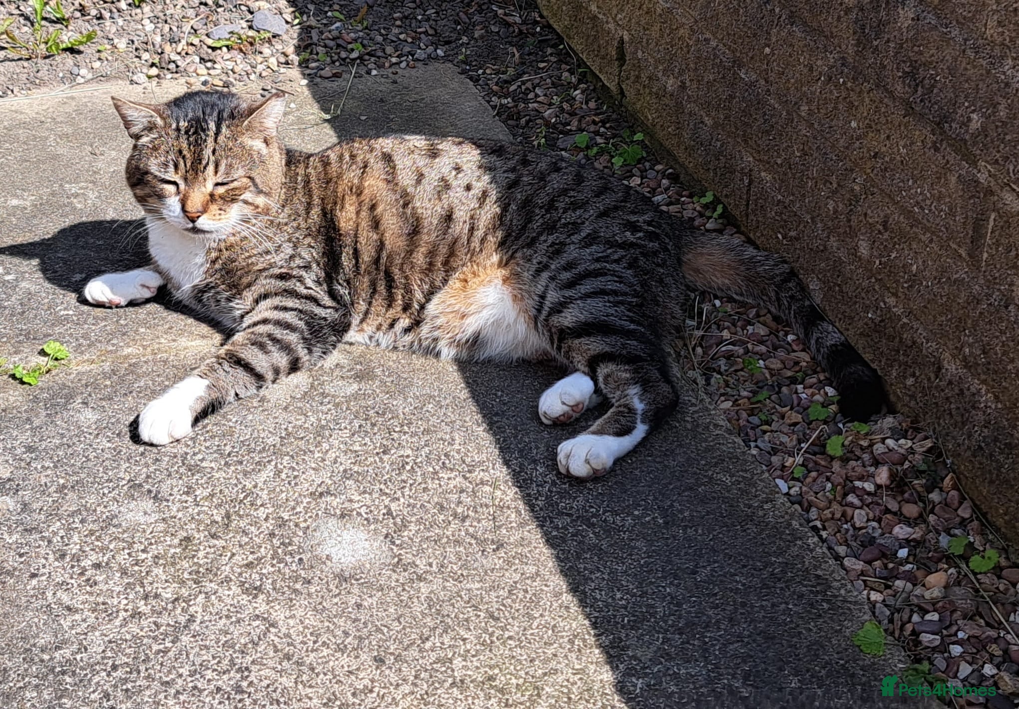 Mixed Breed cats Sadly rehoming our tabby cat - Advert 1
