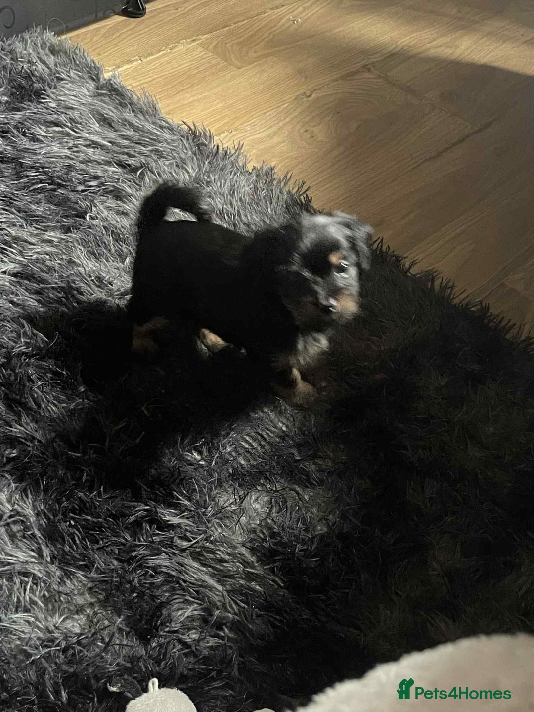 Mixed Breed dogs for sale: Yorkie cross tibetan spaniel  - Image 9