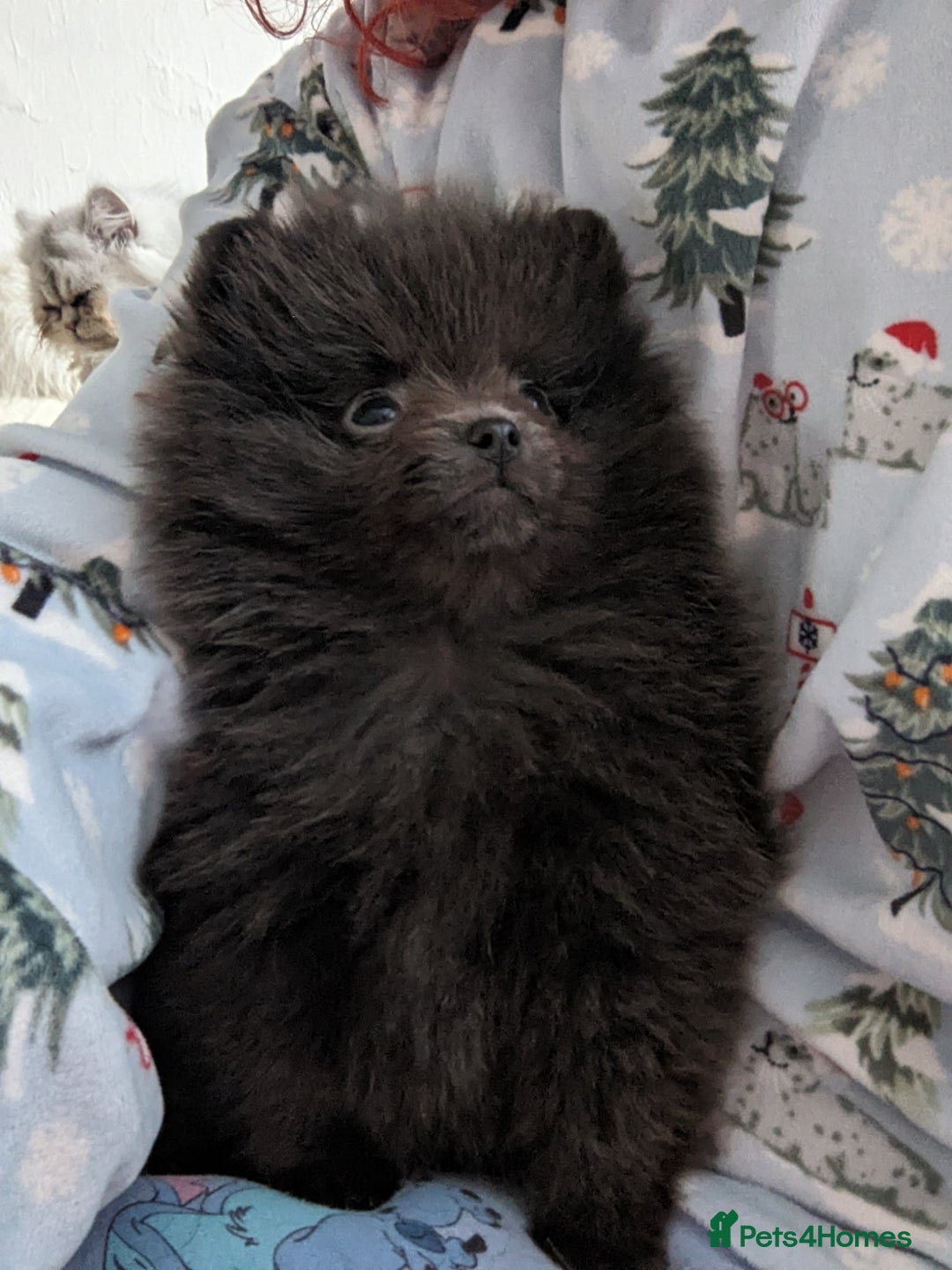 Pomeranian dogs for sale: Pomeranian Blue girl left!   - Advert 6