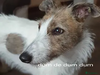 Lurcher dogs Beautiful Lurcher pups - Advert 1