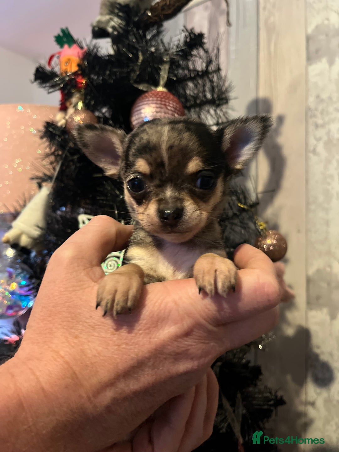 Chihuahua dogs for sale: Chihuahua puppys - Advert 2