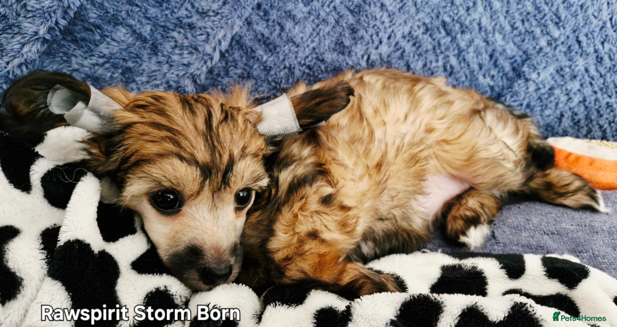 Chinese Crested dogs Boy£1100 girl £1500 ready now all paperwork done  - Advert 1