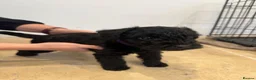 Patterdale Terrier dogs for sale: 3 Rough Coat Patterdale Terrier Puppies - Advert 5