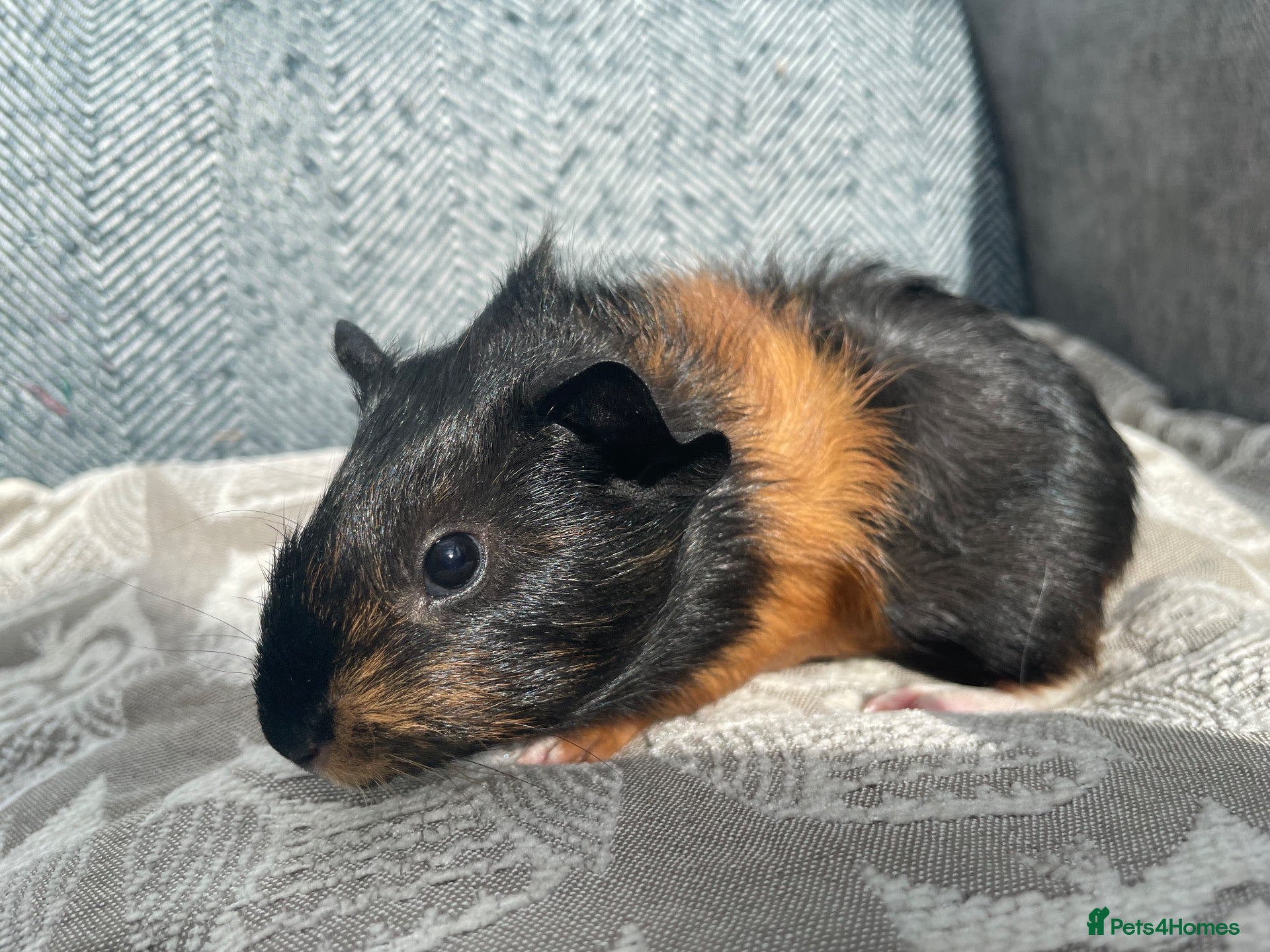 Guinea Pig rodents Gorgeous Female Guinea Pigs - Advert 2