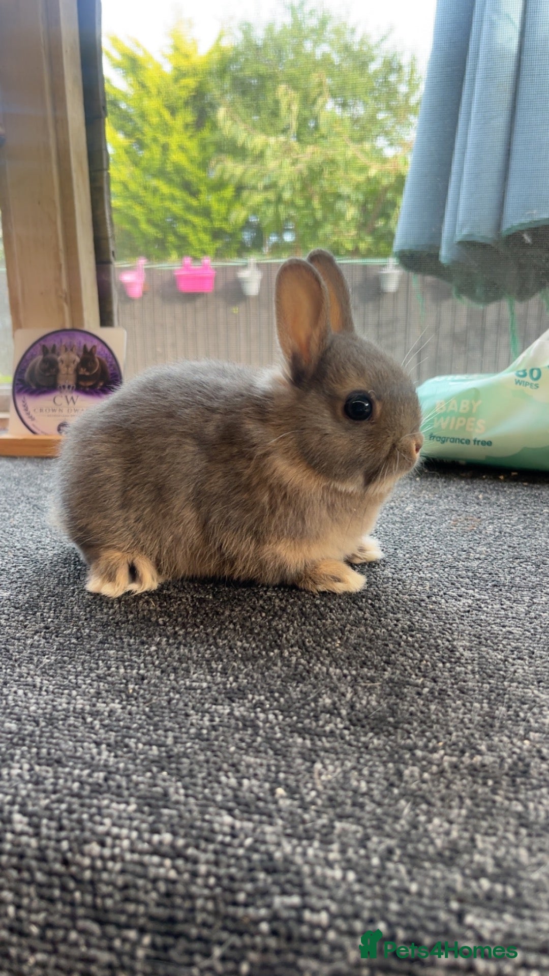 Netherland Dwarf rabbits Two beautiful opal Netherland dwarfs  - Advert 1