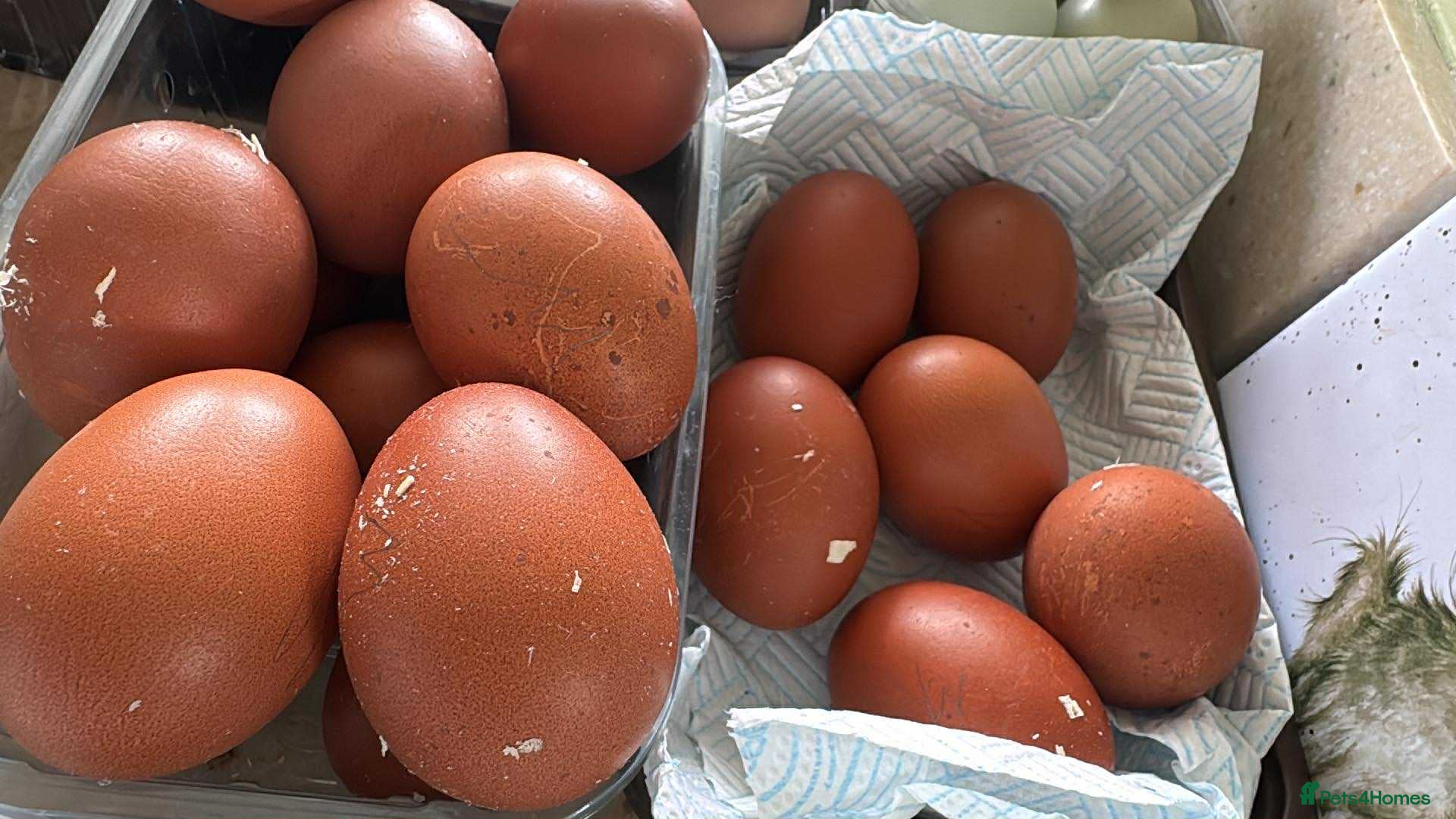 Chickens poultry Hatching eggs, chicks and chickens  - Advert 6