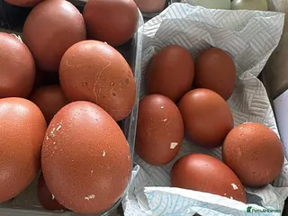 Chickens poultry Hatching eggs, chicks and chickens - Advert 6