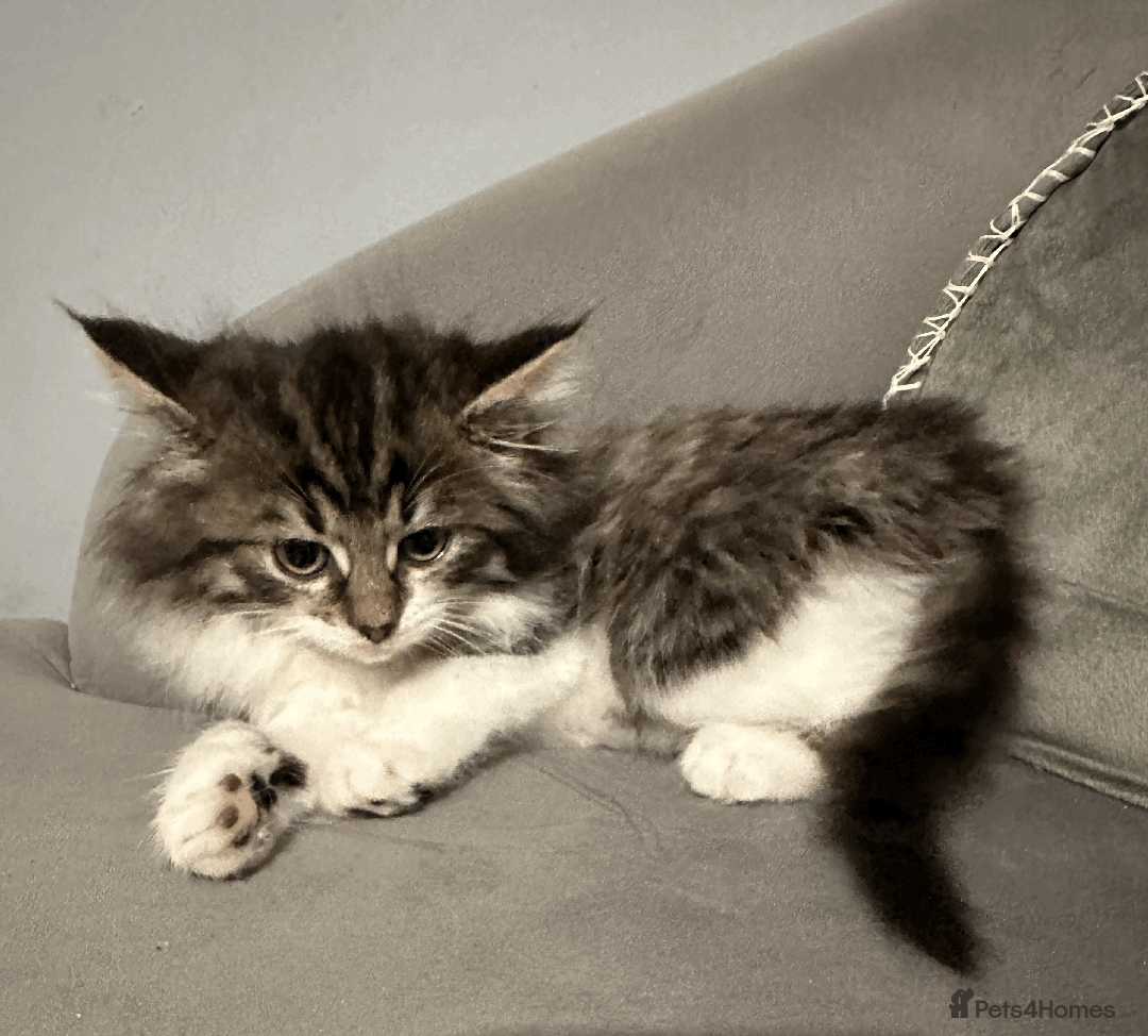 Siberian cats for sale: Siberian kitten, last girl left - Advert 5