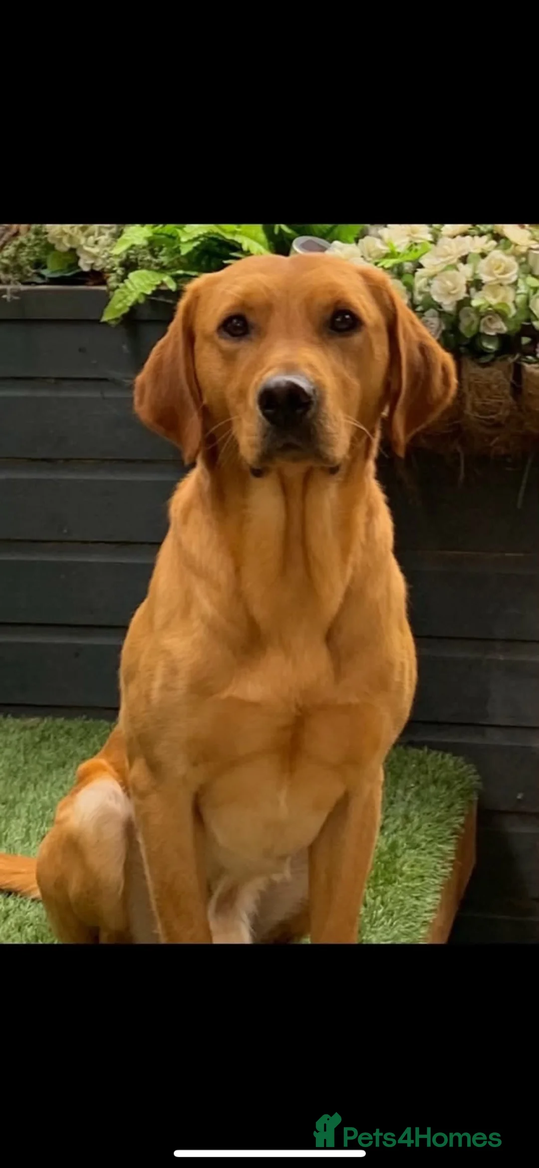 Labrador Retriever dogs for sale: KC Registered Fox Red Working Labrador Pups in Swadlincote - Advert 2