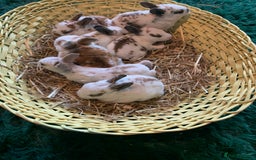 Rex rabbits for sale: Pure bred mini Rex  - Image 3