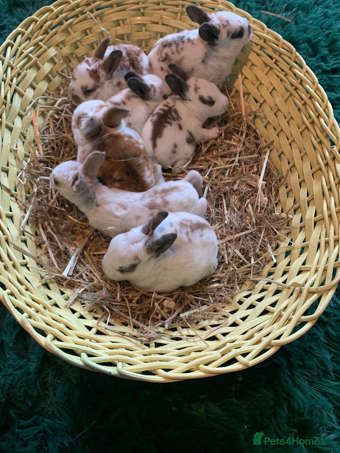 Rex rabbits for sale: Pure bred mini Rex  - Image 3