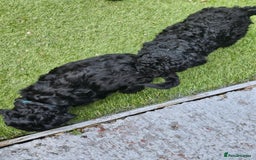 Cockapoo dogs for sale: Cockapoo boys  - Image 9