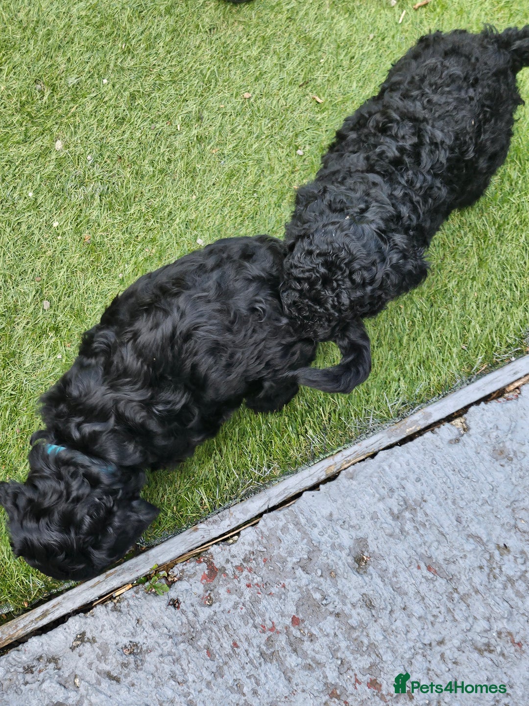 Cockapoo dogs for sale: Cockapoo boys  - Image 9