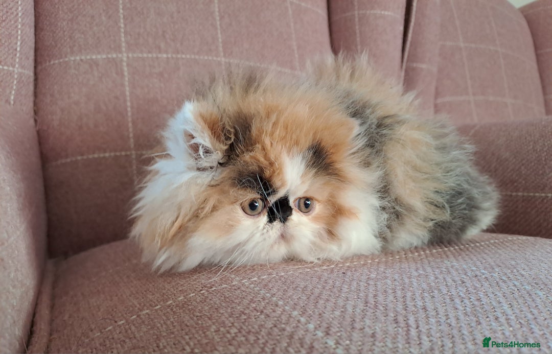 Persian cats for stud: GCCF brother's for stud!!  - Advert 14