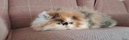 Persian cats for stud: GCCF brother's for stud!!  - Advert 14