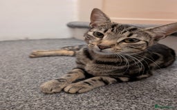 Bengal cats for sale: Coco the cat - Image 1