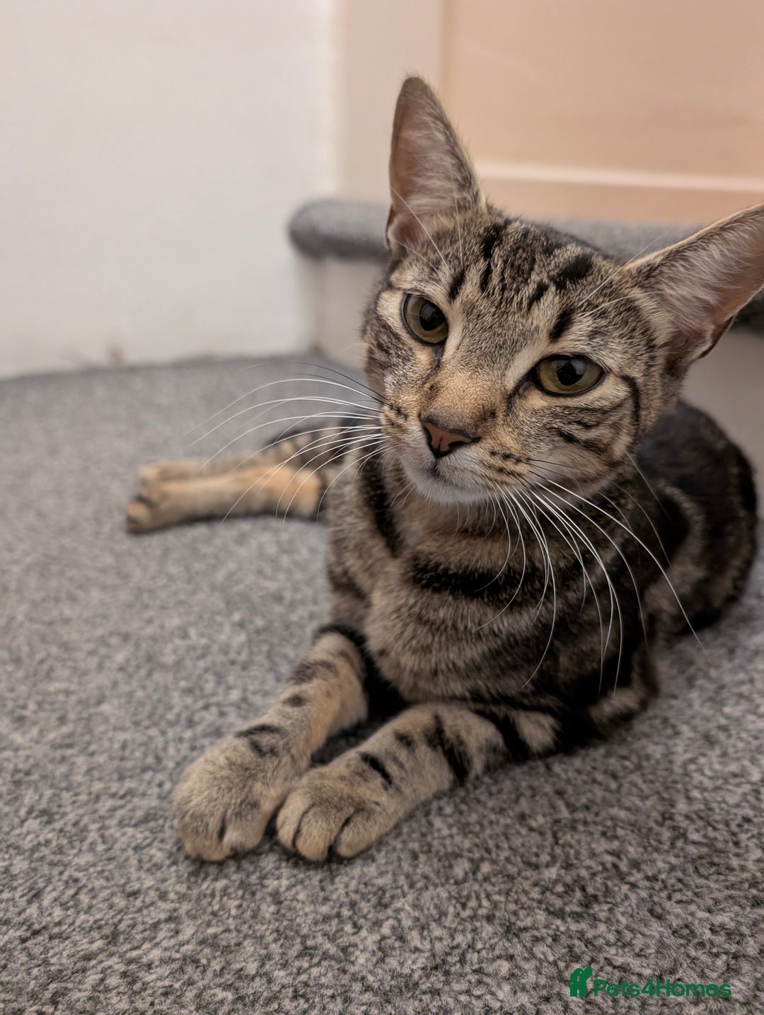 Bengal cats for sale: Coco the cat - Image 1