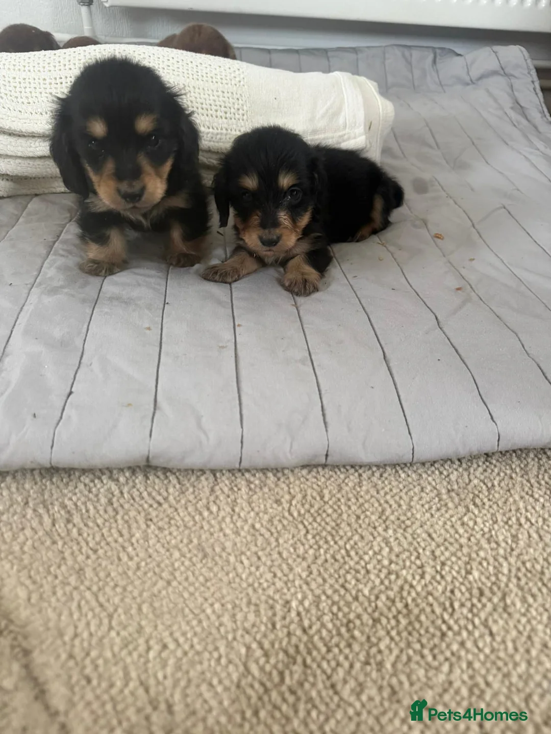 Miniature Dachshund dogs for sale: minature long haired dachshund puppies available  - Advert 11