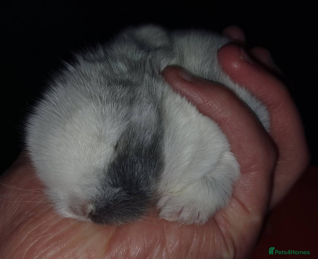 Mini Lop rabbits for sale: Adorable Pure Bred Mini Lops 🥰🐰 - Advert 5