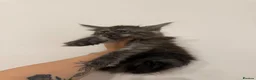 Maine Coon cats for sale: Male Maine coon kitten  - Advert 7
