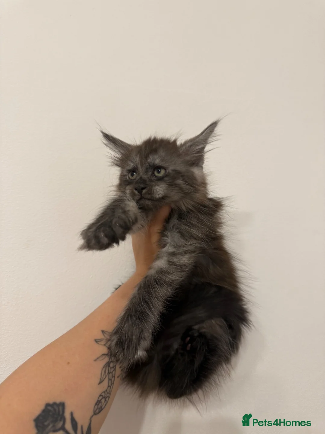 Maine Coon cats for sale: Male Maine coon kitten  - Advert 7