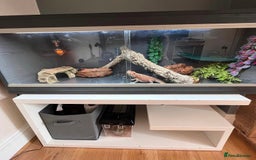 Bearded Dragon reptiles for sale: Female Bearded Dragon with full set up  - Image 5