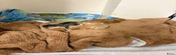 Mixed Breed cats for sale: Ginger kittens for sale  - Advert 7