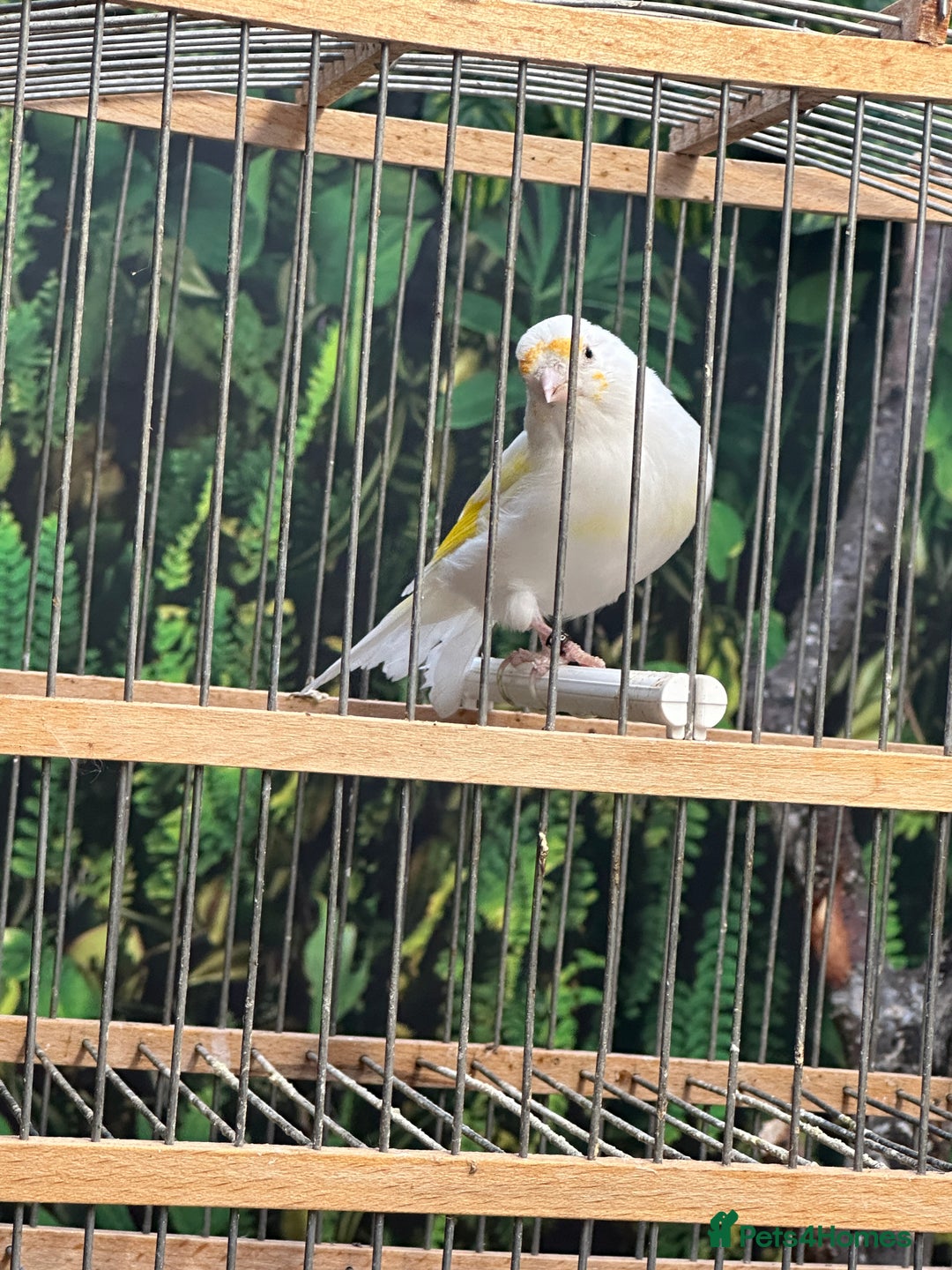 Finches birds for sale: Goldfinch for sale  - Image 9
