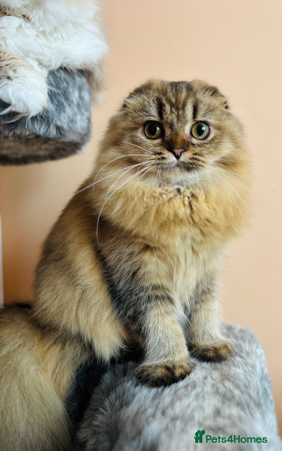 Scottish Fold cats for sale: Scottish Fold Pedigree Kittens in Romford - Image 3