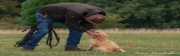 Mini Goldendoodle dogs for sale: F1 Health Tested - POLICE Dog Trainer / 5* BREEDER - Advert 21